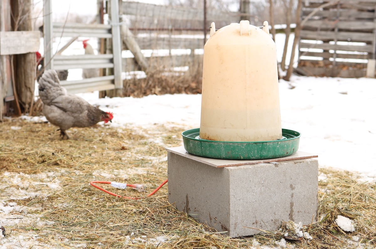 heated waterer keeping water from freezing in coop