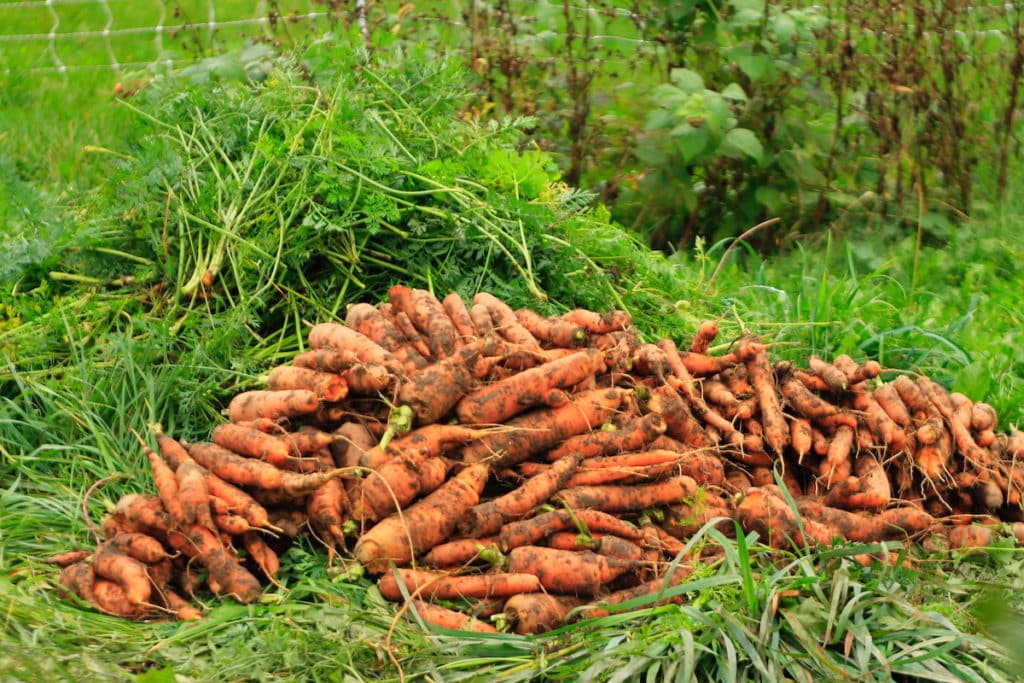 carrot harvest mountain
