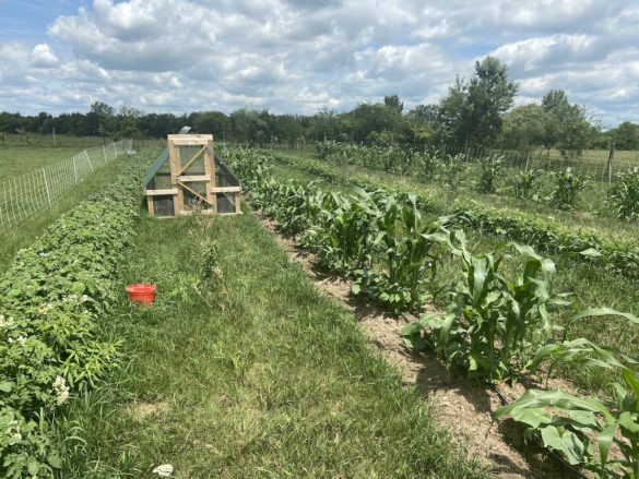 established three sisters garden
