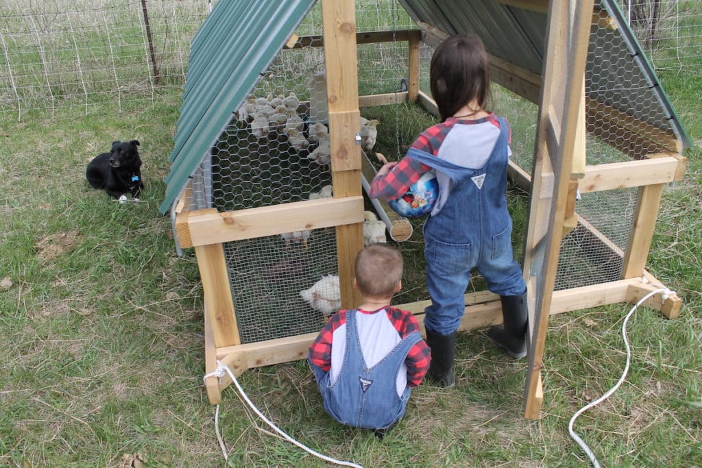 kids checking on the broilers