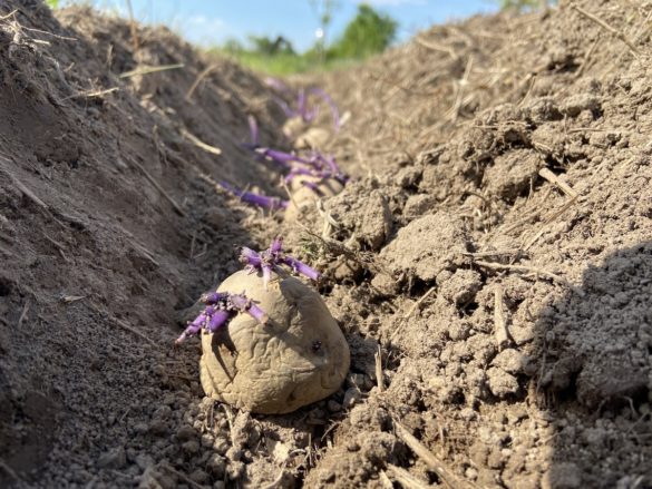 purple potatoes being planted