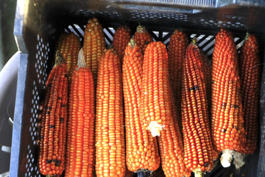 corn grown for cornmeal