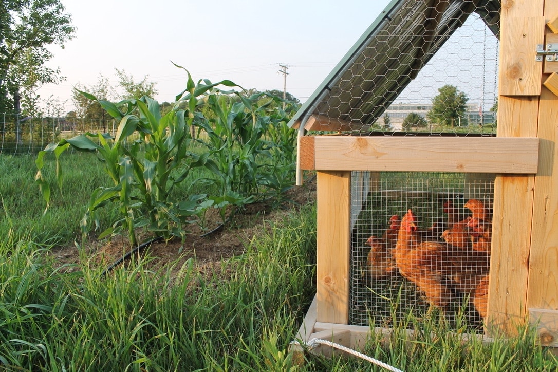 chicken tractor and three sisters garden