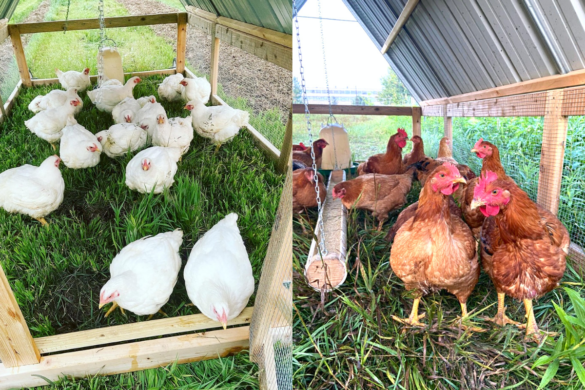 Cornish Cross vs. Freedom Ranger Chickens