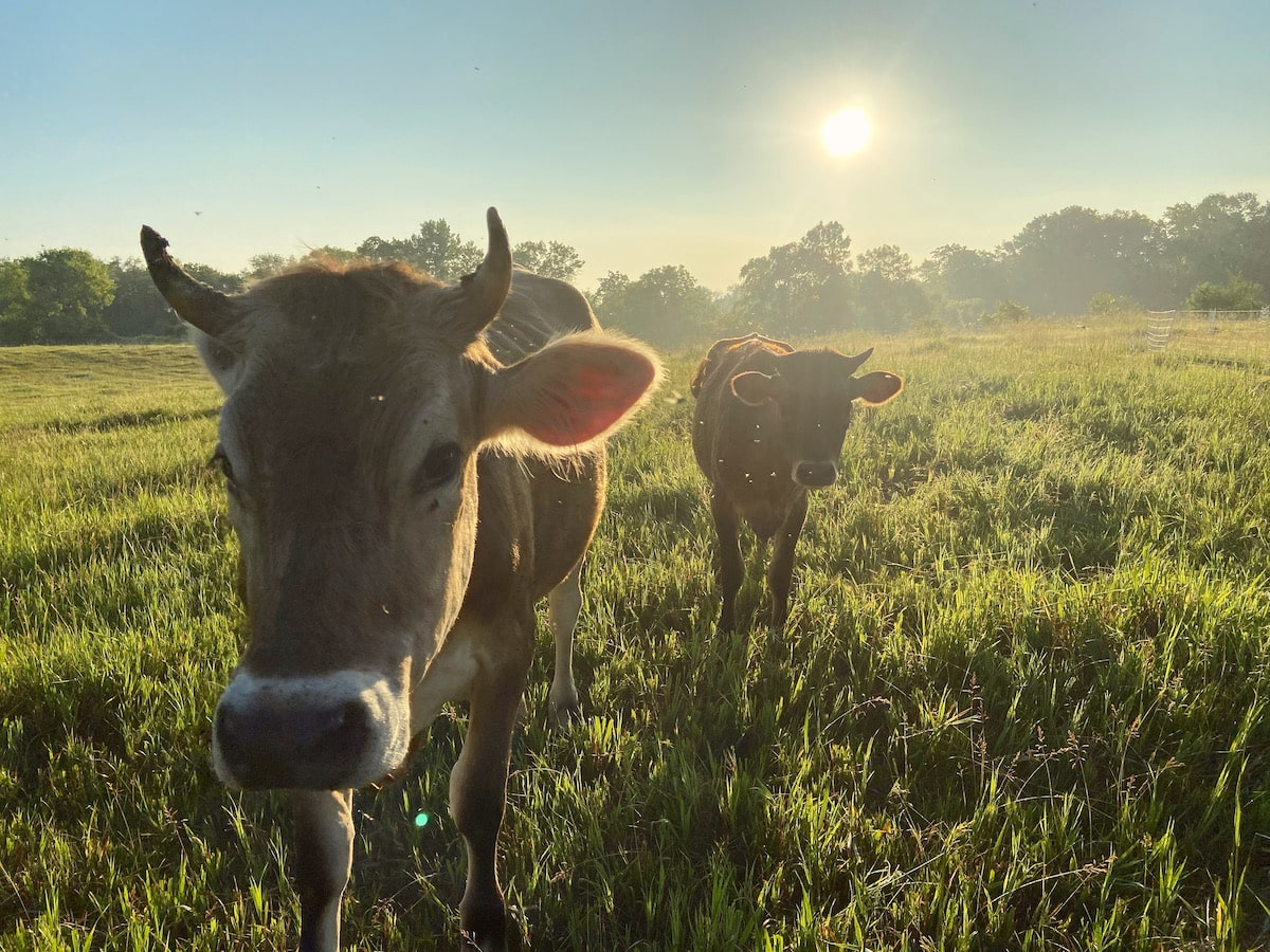 cows on pasture with sunrise