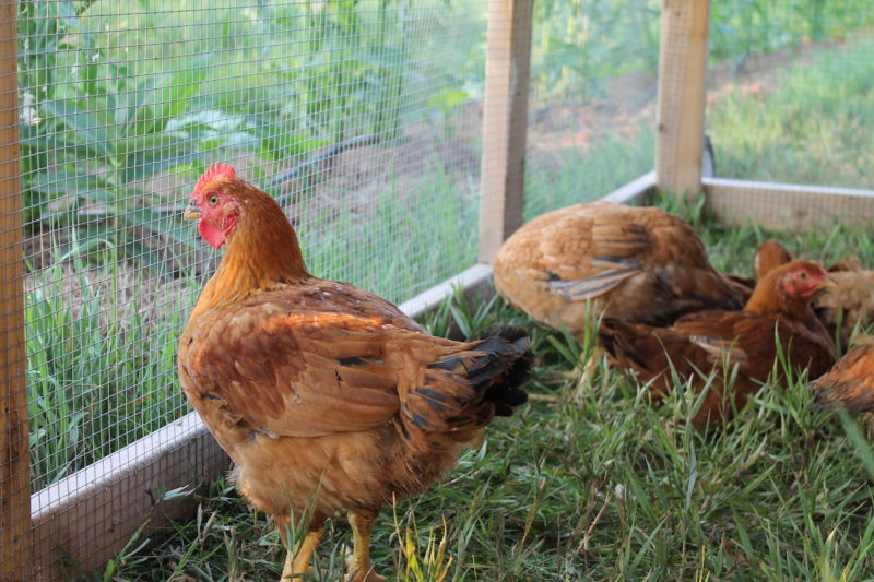 Cornish Cross vs. Freedom Ranger Chickens - From Scratch Farmstead