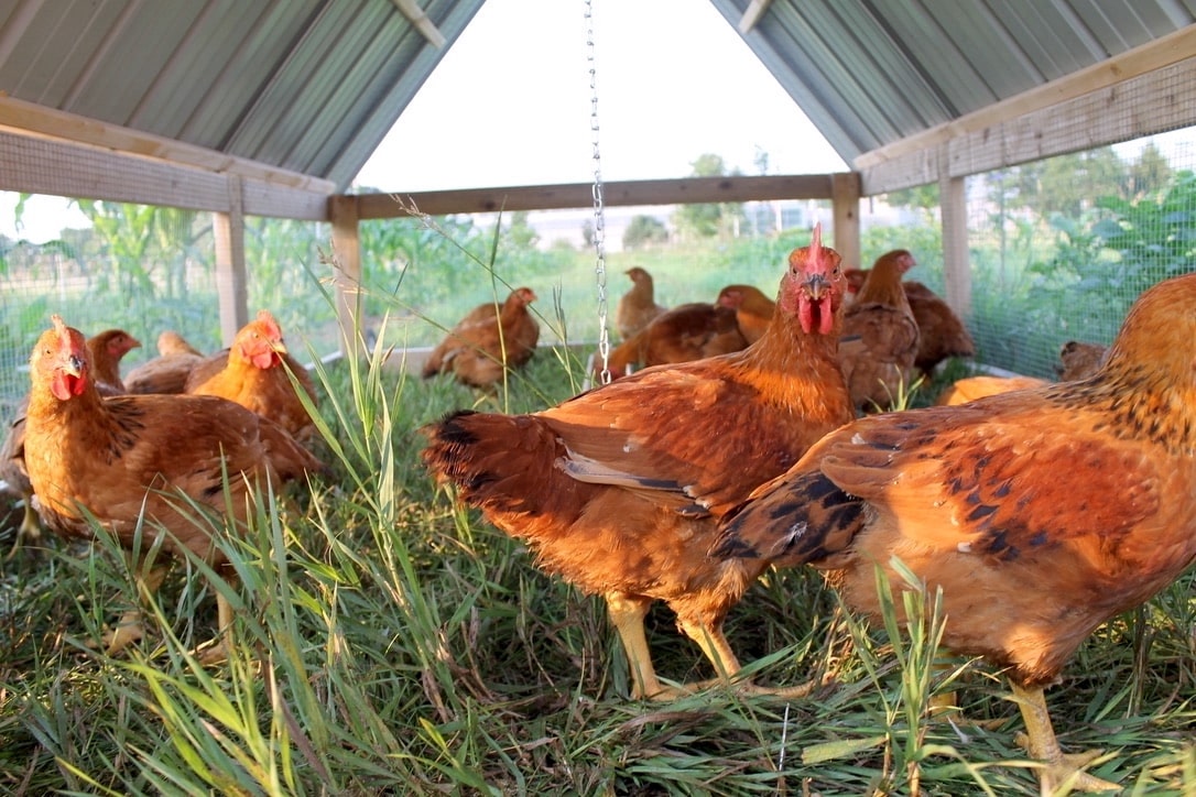 freedom ranger chickens on our homestead