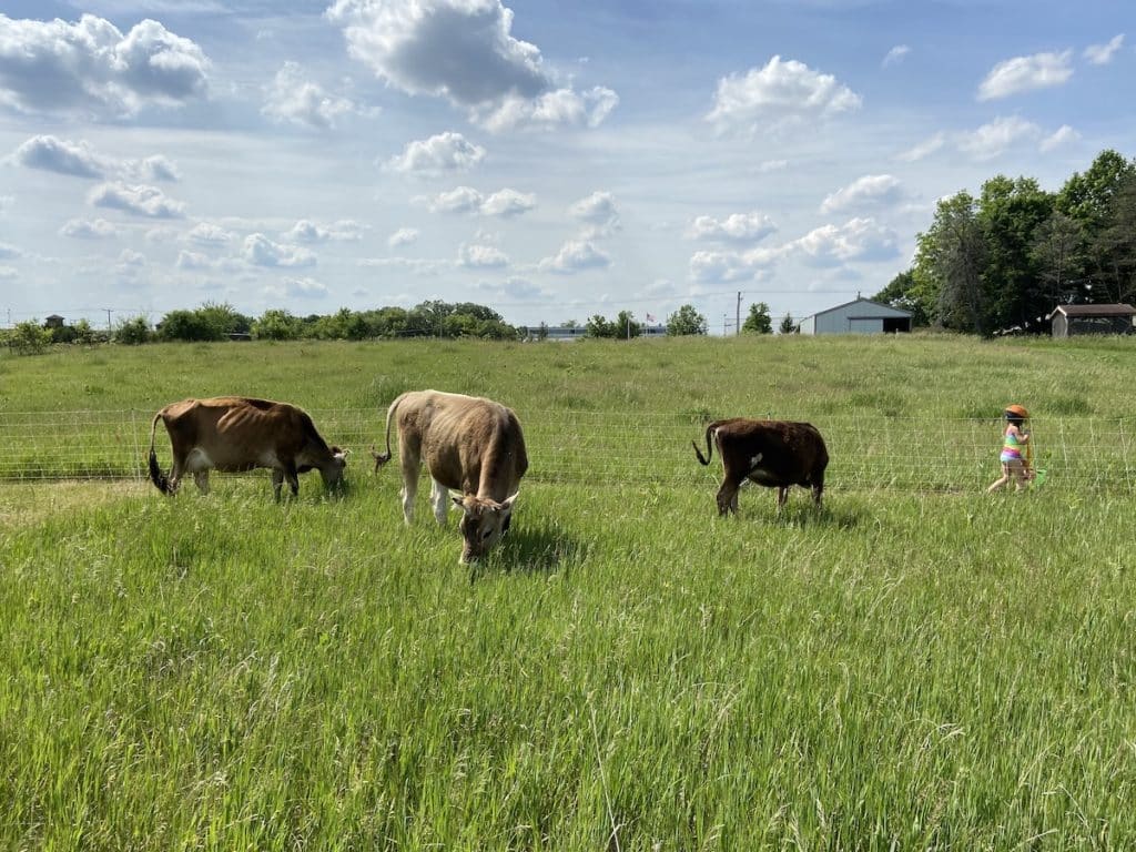3 cows grazing in a field