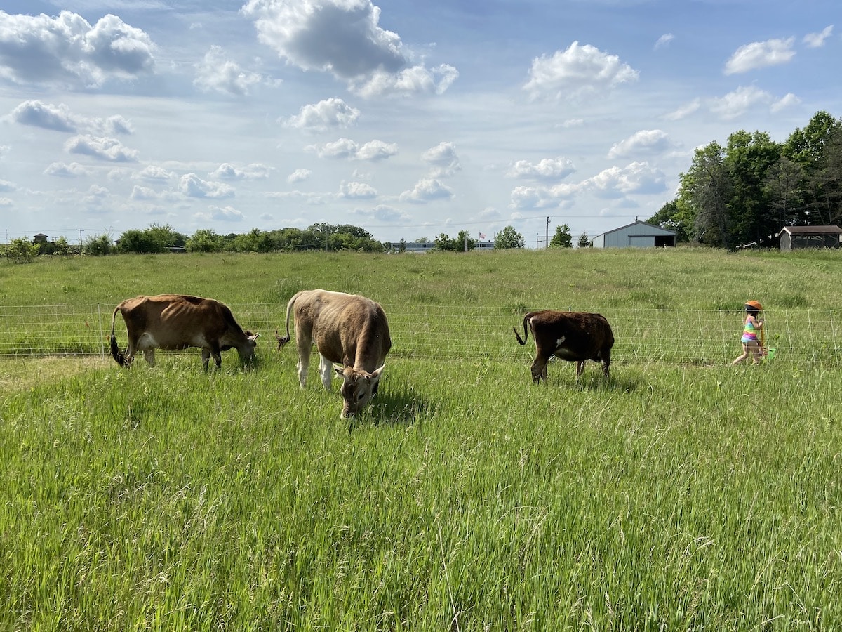 homestead cows on pasture