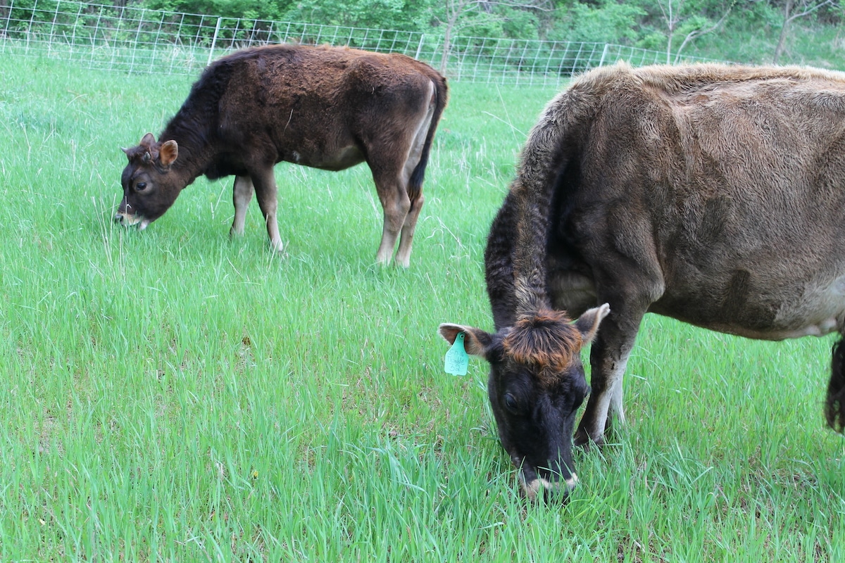 jersey milk cow and calf grazing