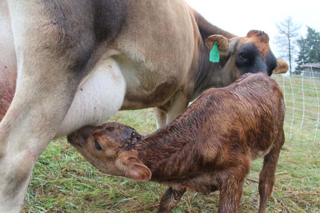 calf nursing off jersey mama
