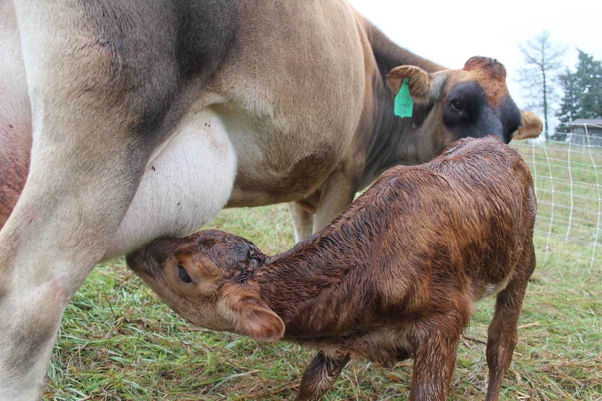 newborn calf drinking off mama