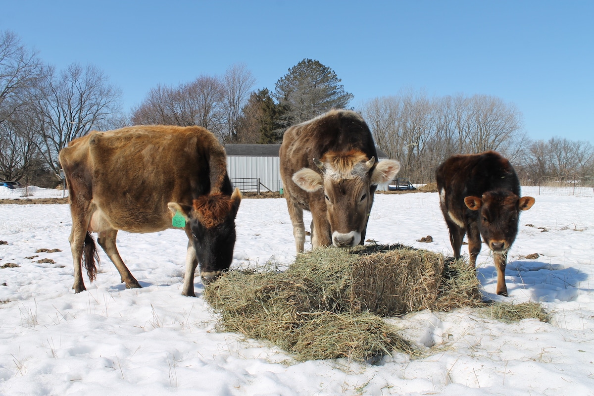three cows eating hay