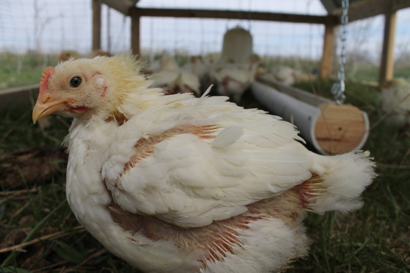 Cornish Cross vs. Freedom Ranger Chickens