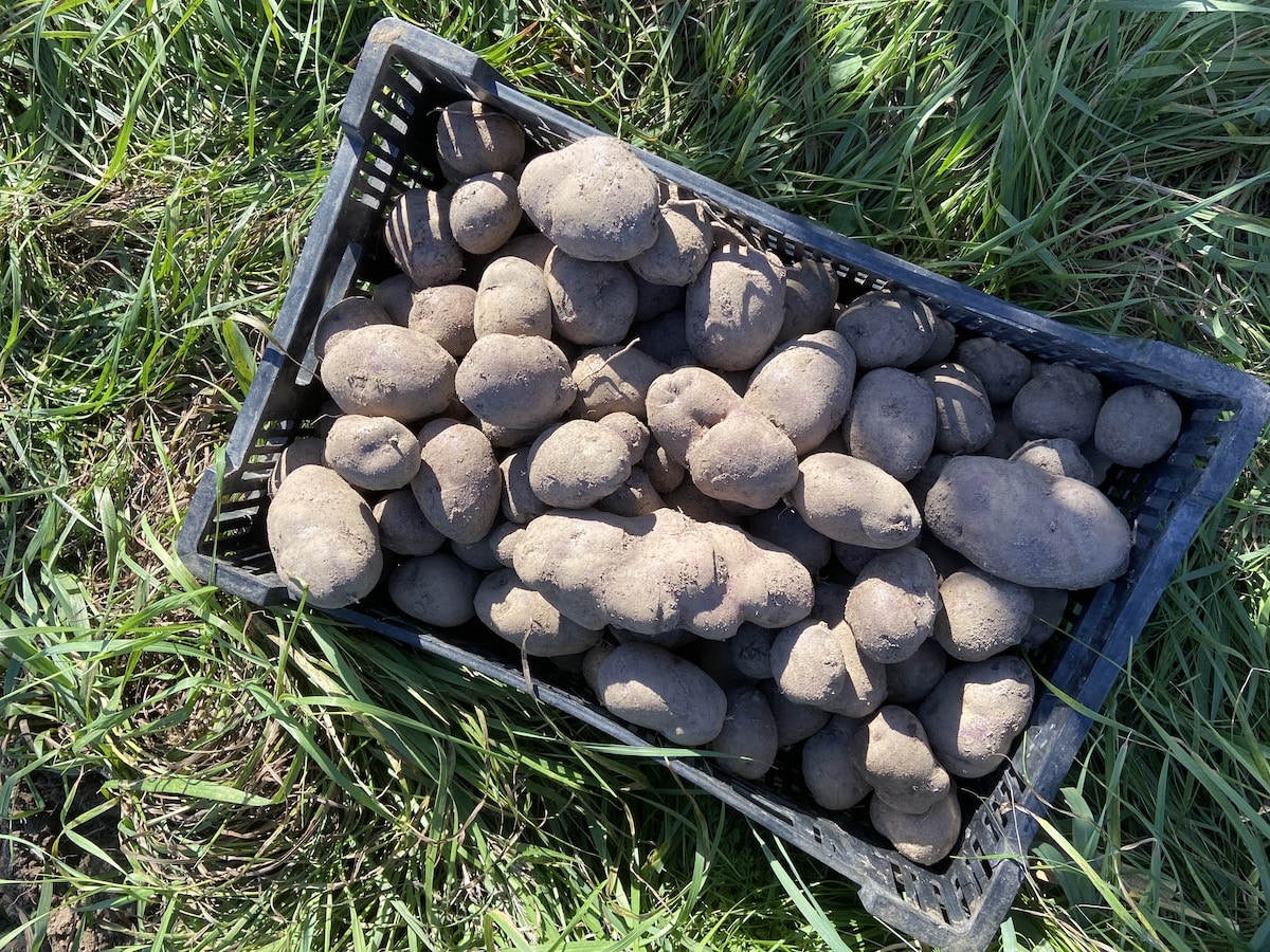 adirondac blue potatoes