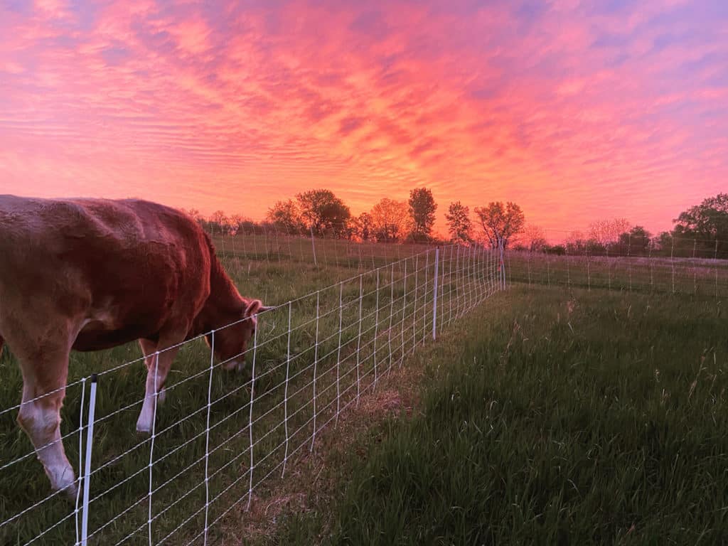 cow on pasture with pretty sunrise