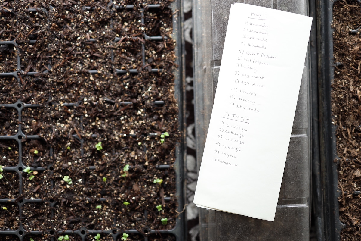 keeping record or seed trays