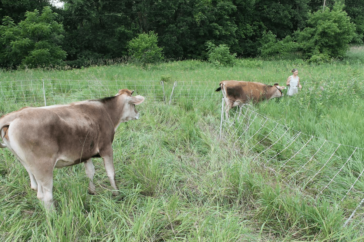 moving cows on pasture