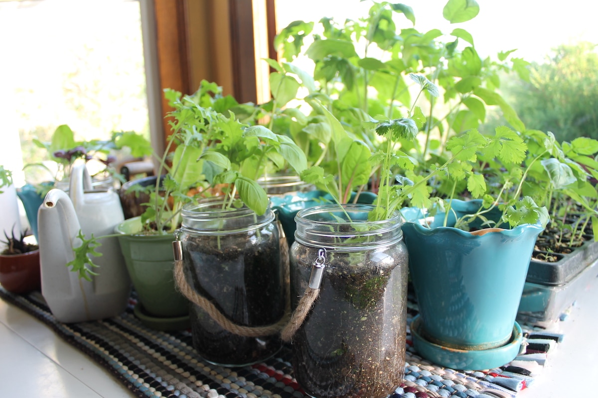 seedlings planted indoors