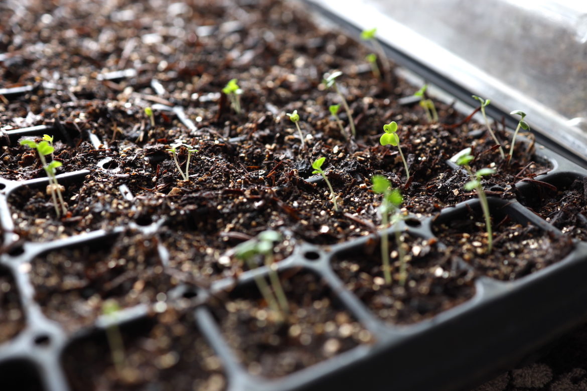 Starting Seeds Indoors Without Grow Lights - From Scratch Farmstead