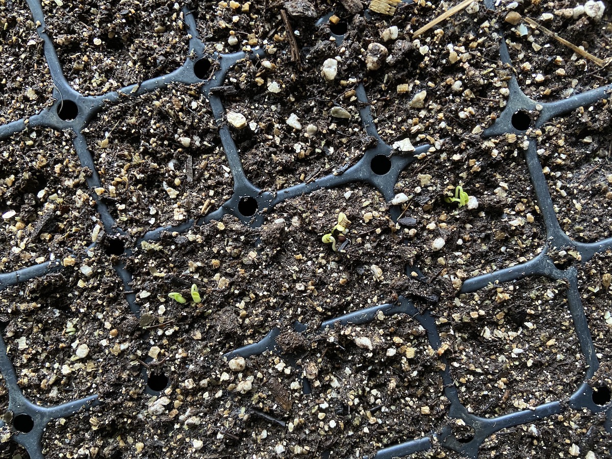 seedlings sprouting in seed trays