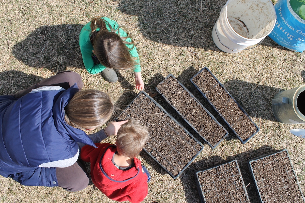 starting seeds in seed trays
