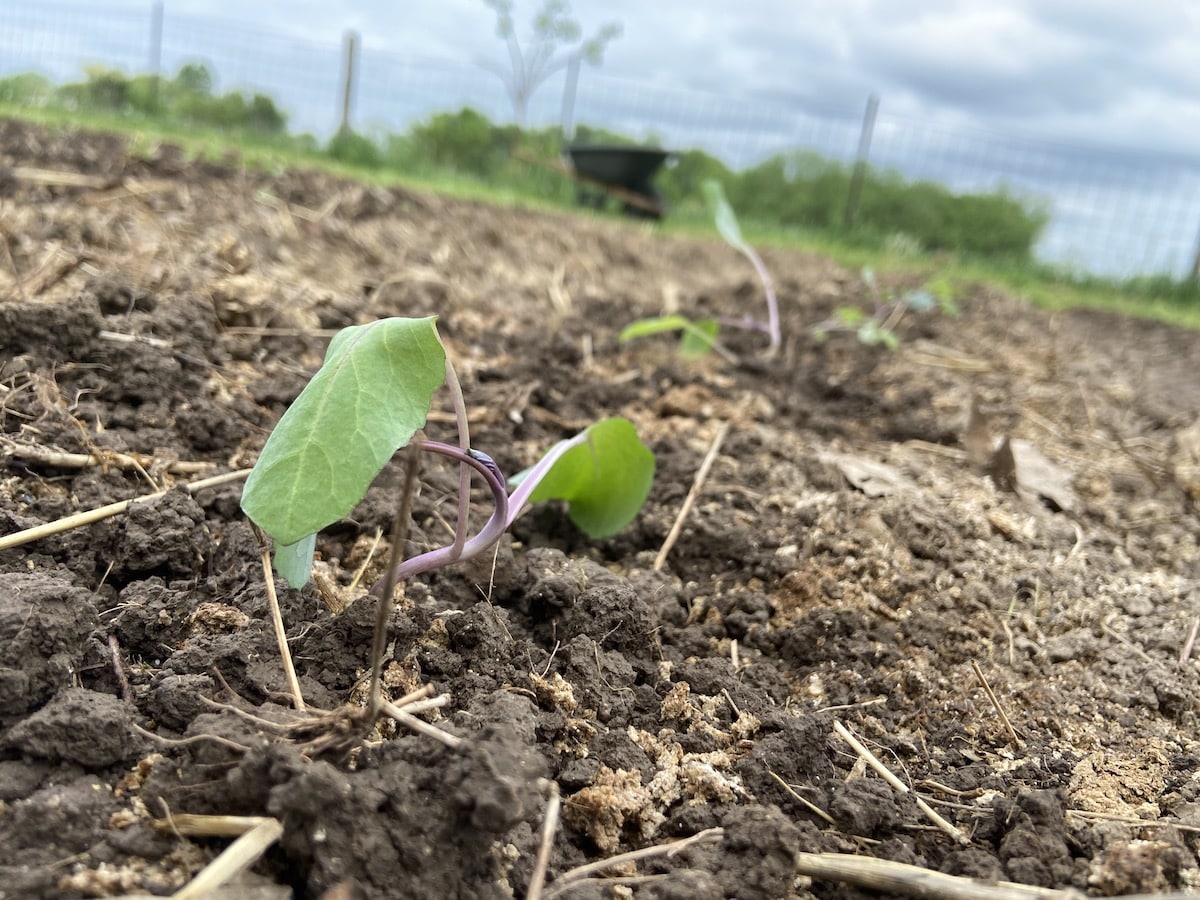young cabbage plants just transplanted