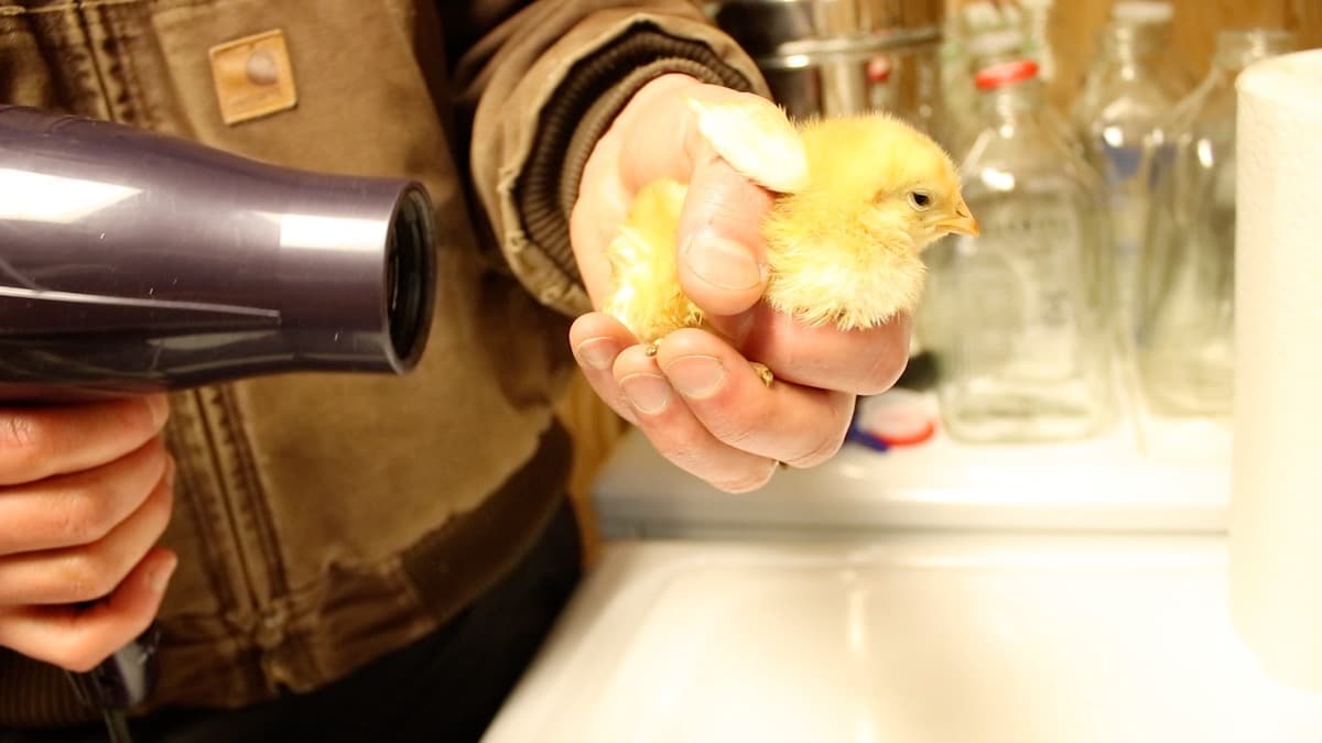 Drying baby chick with hairdryer
