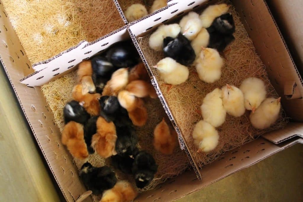 baby chicks in a box from hatchery