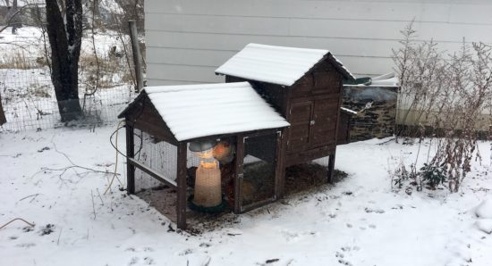 Simple Outdoor Chicken Brooder Ideas - From Scratch Farmstead