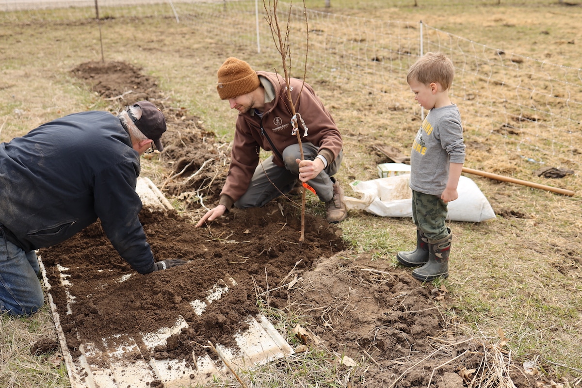 filling hole planting fruit trees