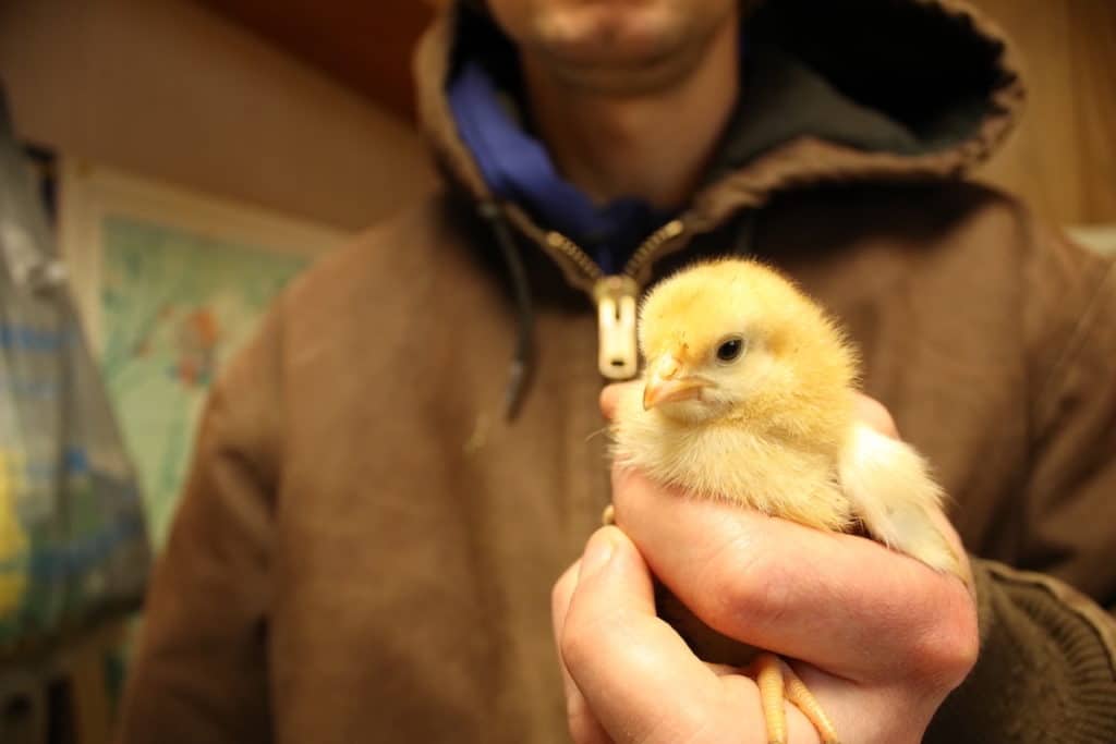 holding a baby chick in our house