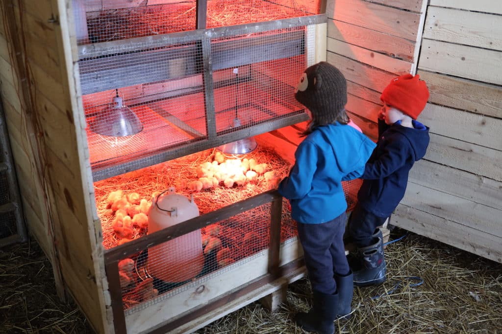 kids looking into chick brooder