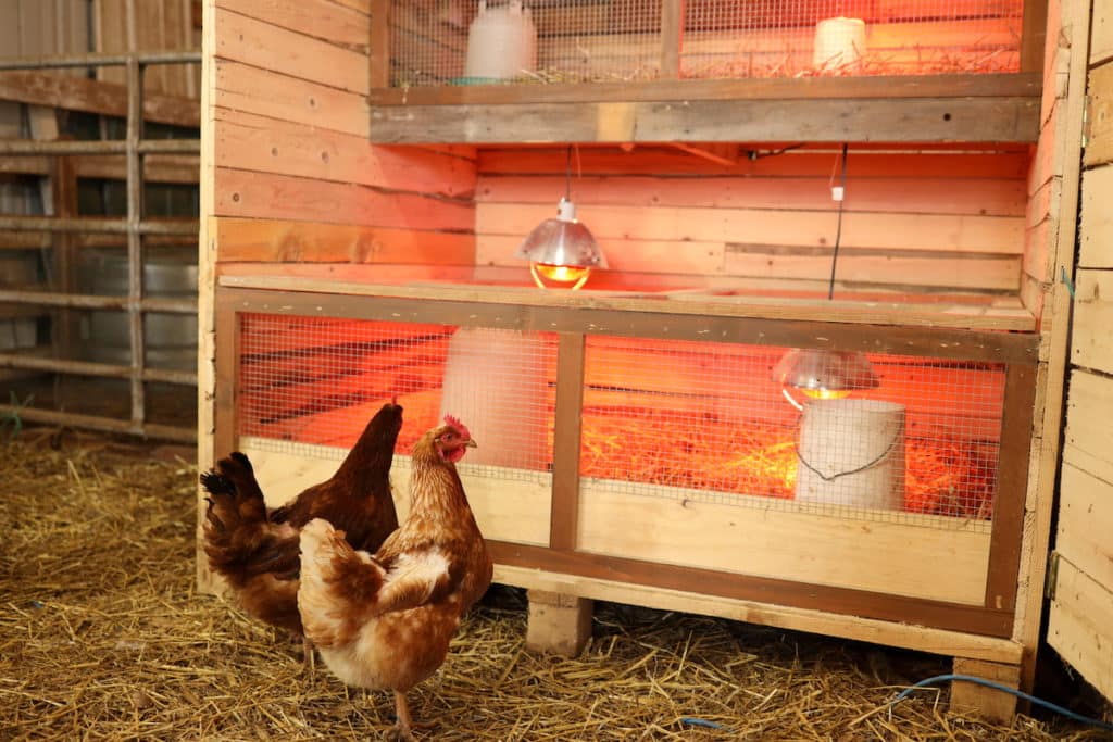 laying hens looking into brooder