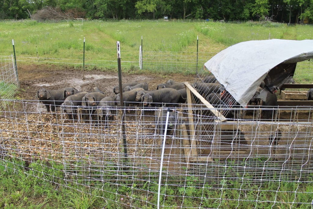 Fan Style Rotational Grazing System