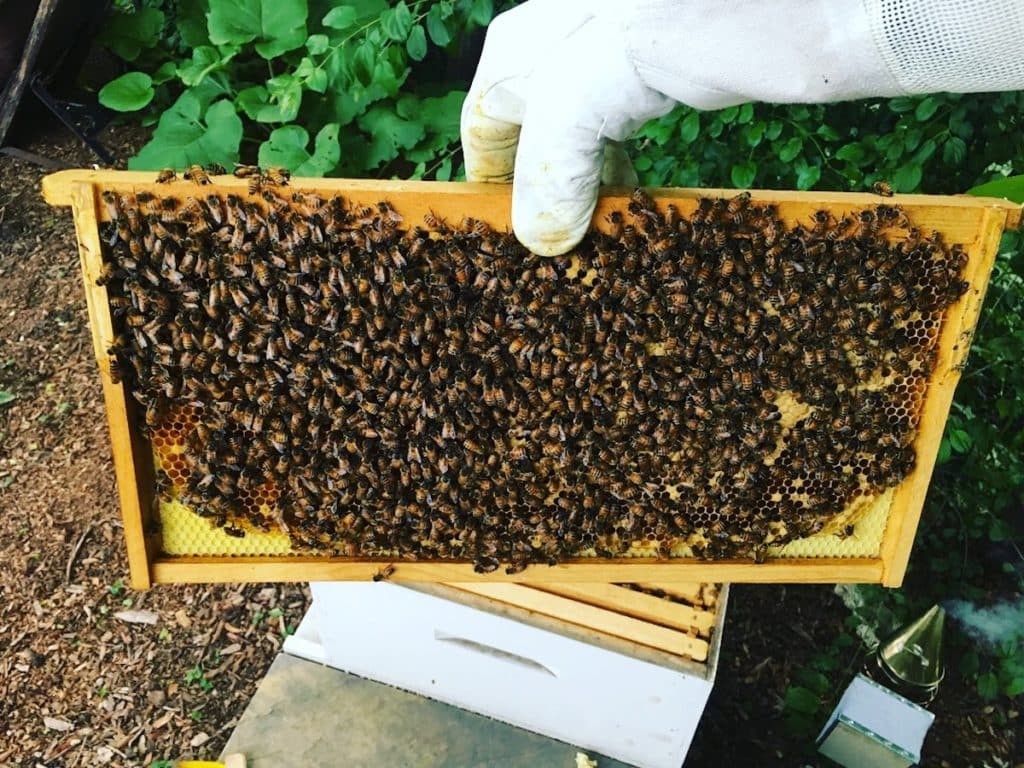 backyard beehive frame