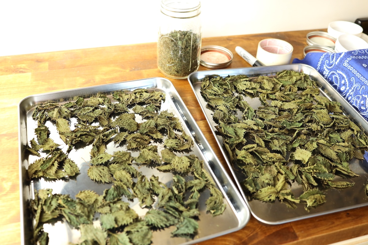dried nettle on cookie sheets