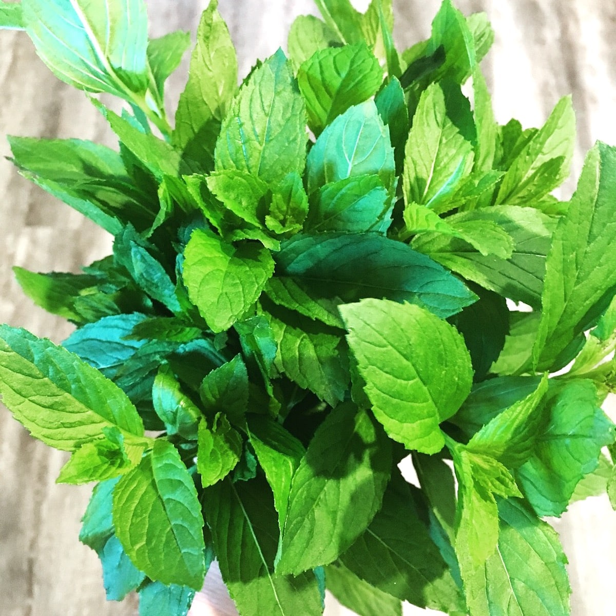 fresh mint picked from the garden