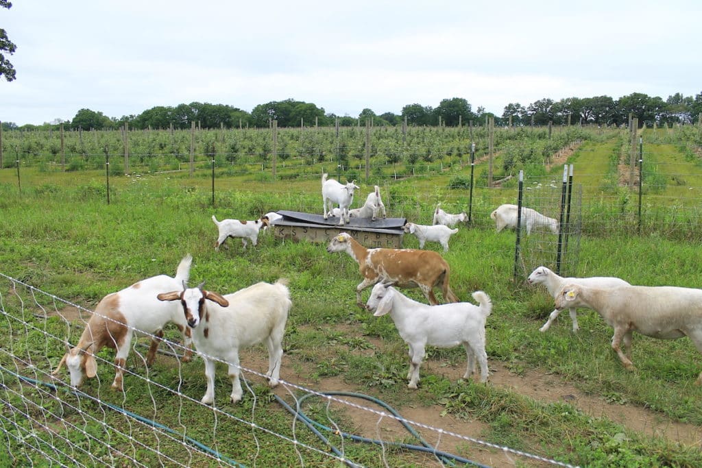 goats and sheep on pasture