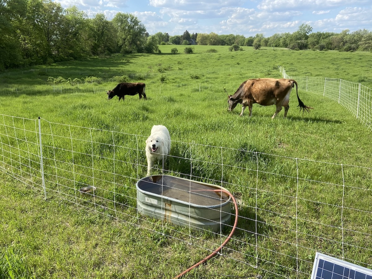 What to Know About Rotational Grazing on a Small Scale