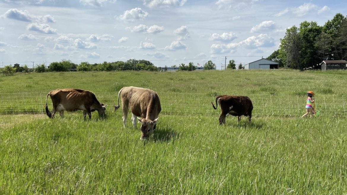 What To Know About Rotational Grazing On A Small Scale - From Scratch ...