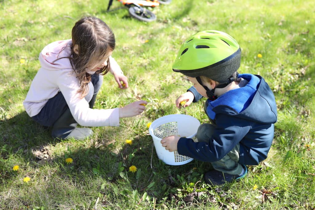 kids picking dandelions