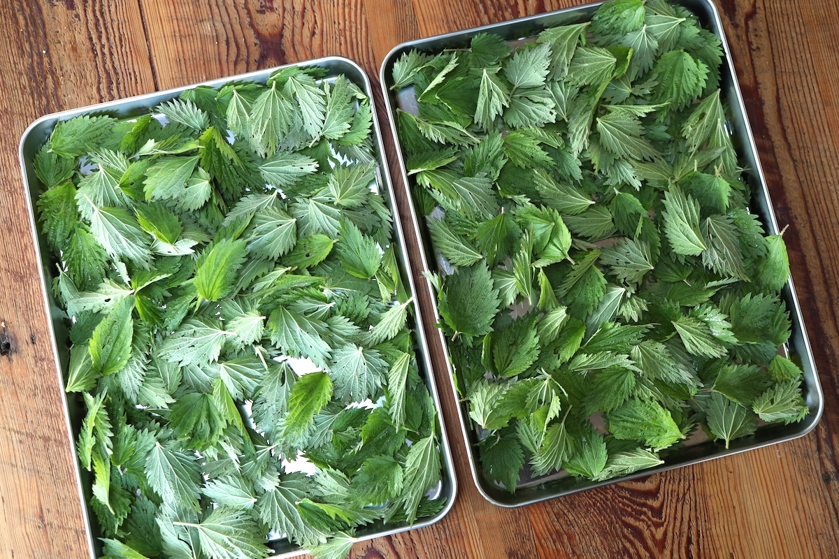 nettle ready to be dried on cookie sheets