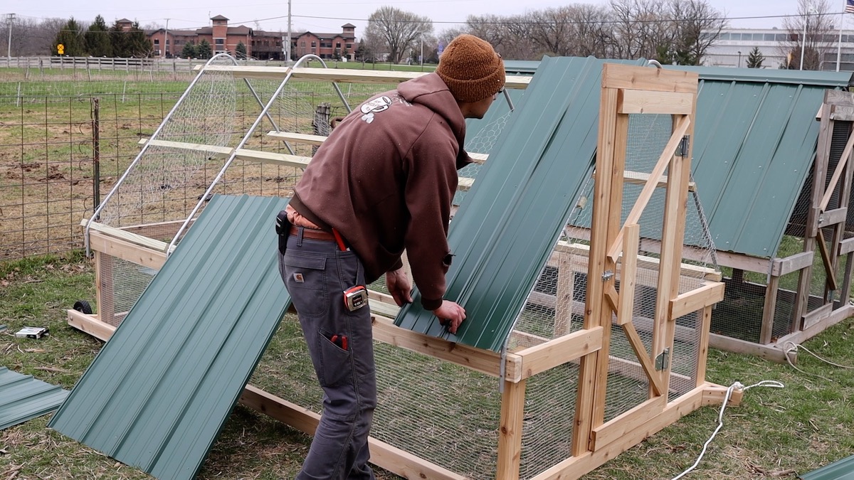 placing first metal roof panel on chicken tractor
