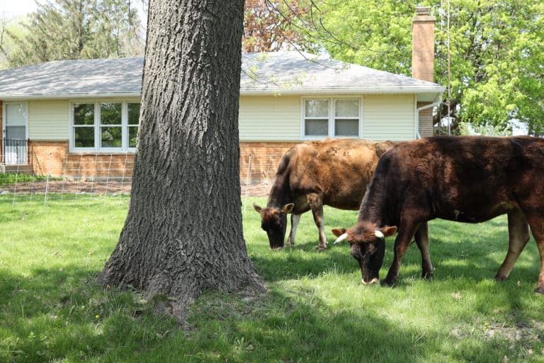 How Many Cows Per Acre On A Small Farm From Scratch Farmstead