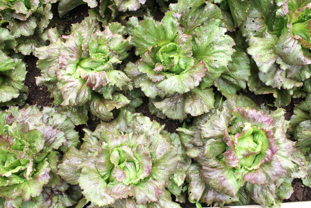 fresh organic lettuce from a farm
