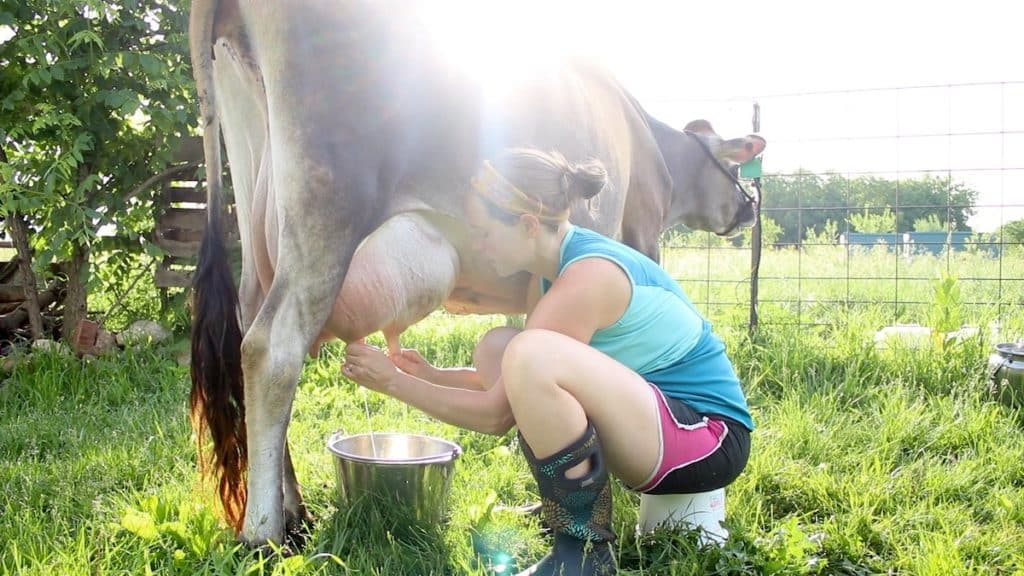 hand milking cow without a stanchion