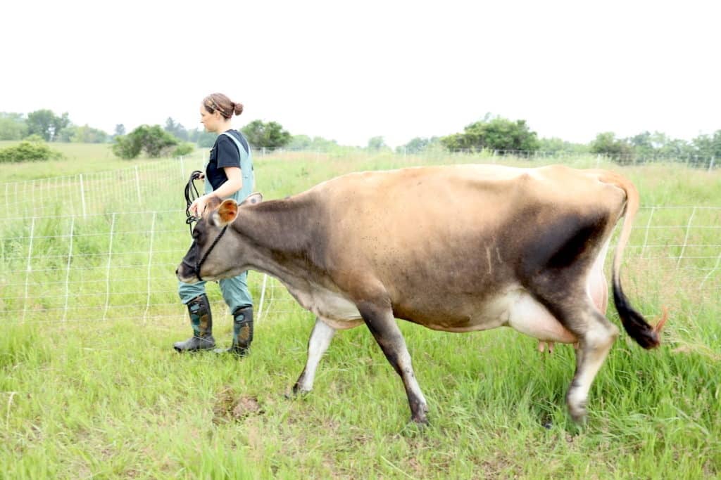 leading family milk cow with a halter