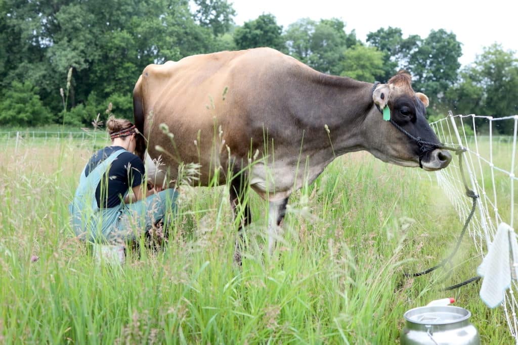 milking cow by hand in a field