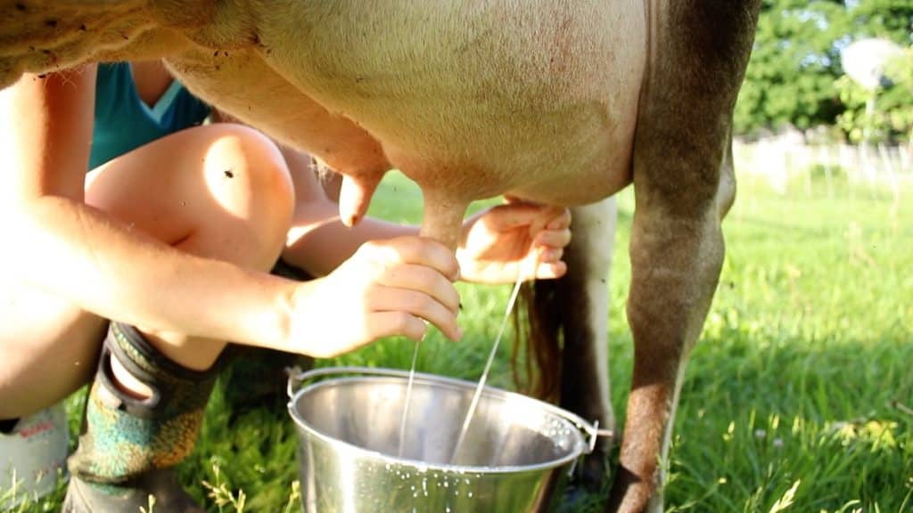 milking cow by hand into bucket